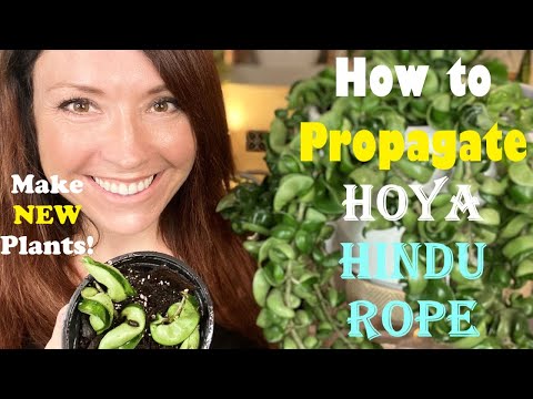 How to Propagate Hoya Hindu Rope | Soil vs Water Propagation