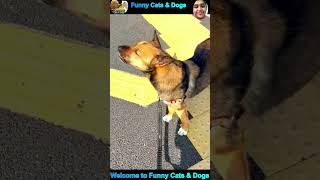 funny cat and dog videos #cat #dog #shorts #pets #funnycats #funnydogs #cute #cutecat