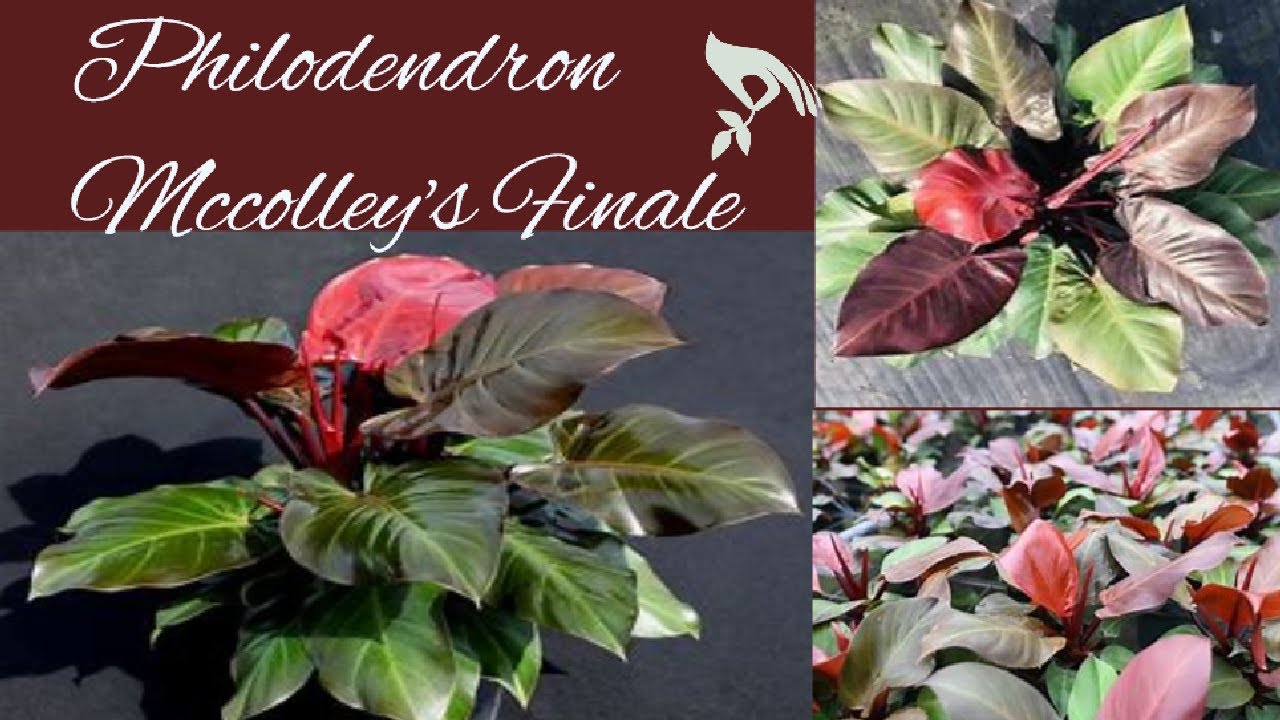 neon pothos plants Epipremnum aureum 'Neon' Pothos (4