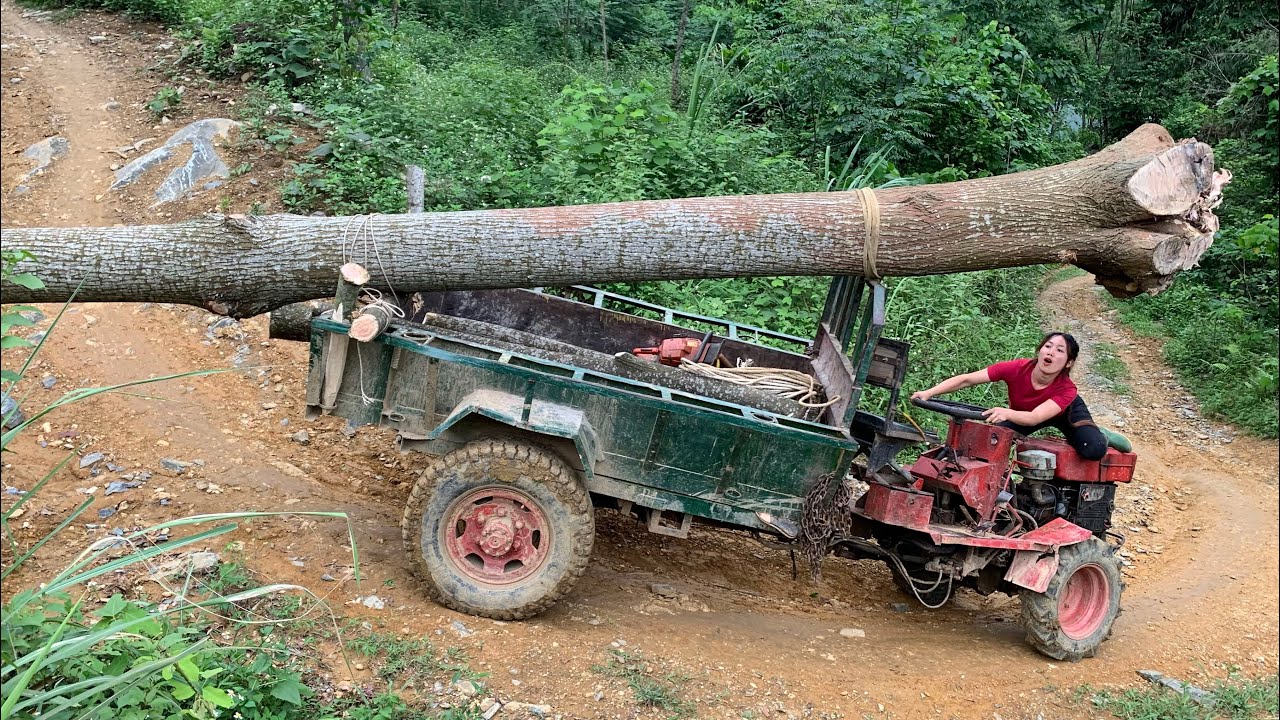 Agricultural vehicle transporting timber, capable of digging up giant tree stumps
