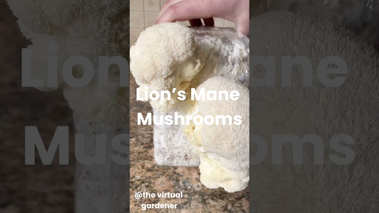 Rare Garden Veggies That Will Blow Your Mind! – Part 4 🌿💥