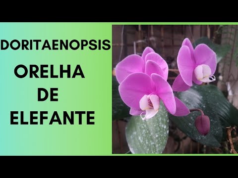 orquídea #doritaenopsis Doritaenopsis Orelha de Elefante - thptnganamst.edu.vn