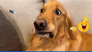 Overdramatic Dogs Who Deserve an Oscar for Real 😂 The Funniest Cat Dog Moments Compilation 🐾