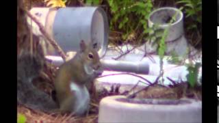 Squirrel VS Bluejay