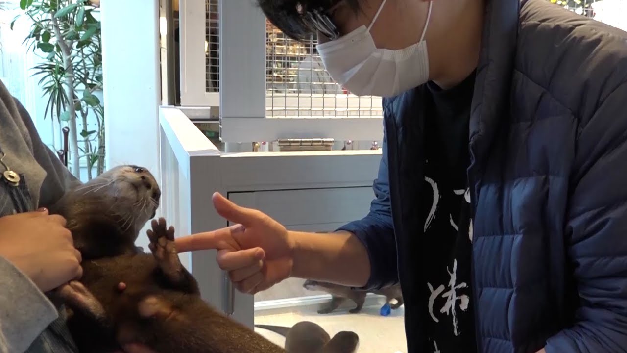 もこう、カワウソを飼う。
