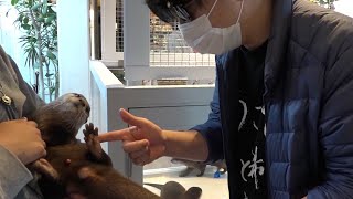 もこう、カワウソを飼う。