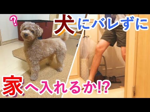 犬にバレずにこっそり家に入ってみたら犬の反応がやばかった・・・【トイプードル】