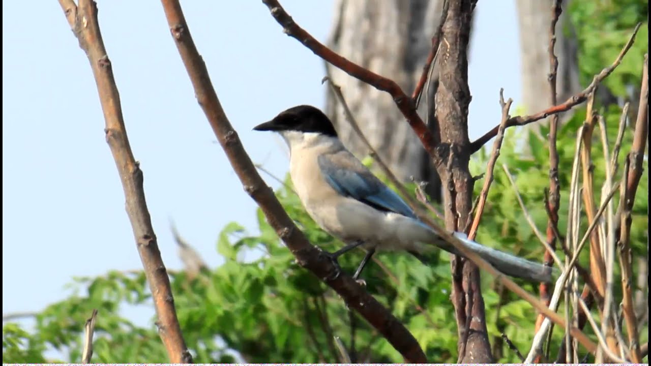 灰喜鵲( Azure-winged Magpie )1／台南市鯤喜灣文化園區附近-2011-4-23 