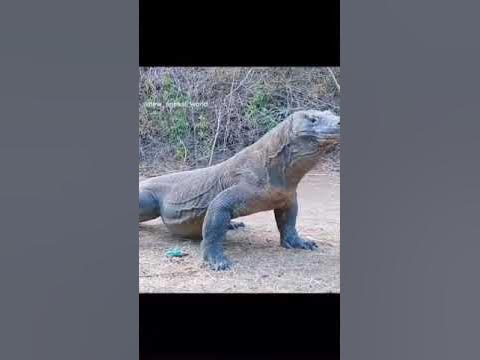 Komodo dragon eats a goat alive || #komodo - YouTube