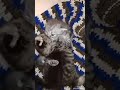 Funny cats beautiful