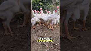 Índio Gigante Apolo