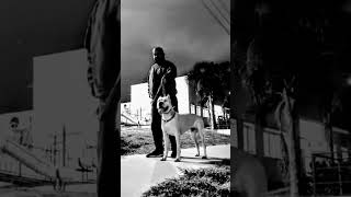#dogoargentino #catamarca #argentina #mexico #puppy #eeuu #americanbully #perro #noruega #europe