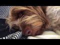 Darwin the Italian Spinone singing in his sleep の動画、YouTube動画。