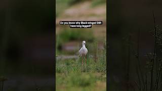 Why Stilt have long legged 🤔 #birds #birdsong #nature #wildlife #shorts #youtubeshorts #trending