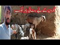 Garmi mein bakaron ki bahar jagah banai  sadam vlogs goats cute baby