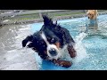 飼い主を亡くした老犬バーニーズが大変なことに・・・