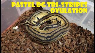 PASTEL DG TRISTRIPE OVULATION PLUS UPDATE ON CLUTCH 8 EGG CUT