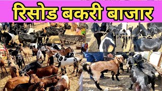 गुरुवार चा बाजार, रिसोड बकरी बाजार, risod bazar screenshot 5
