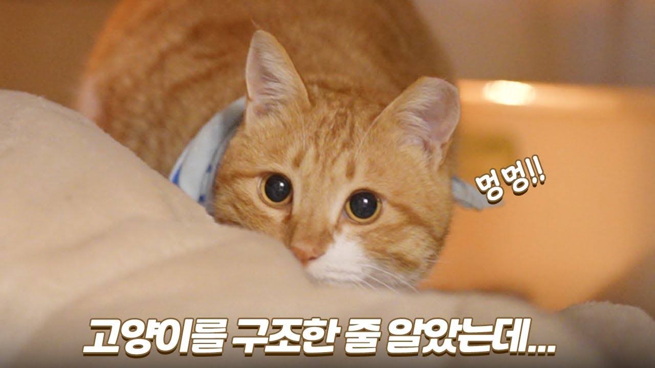 고양이를 구조한 줄 알았는데 댕댕이였네... | 아몽이의 사냥놀이 | 마일로와 앙꼬 주무르기 | 쫀니와 쪼꼬미들 | 🏝️베베집사 제주살이