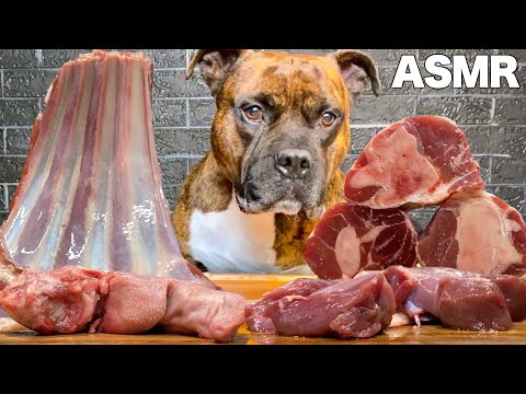 【大食い犬ASMR】骨付き肉にてこづる愛犬の咀嚼音が心地よきかなwww