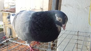 Pigeon singing 2