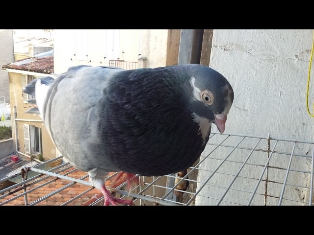 Pigeon singing 2