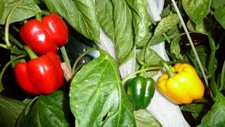 Indoor House Plant BELL PEPPER - Grown Inside