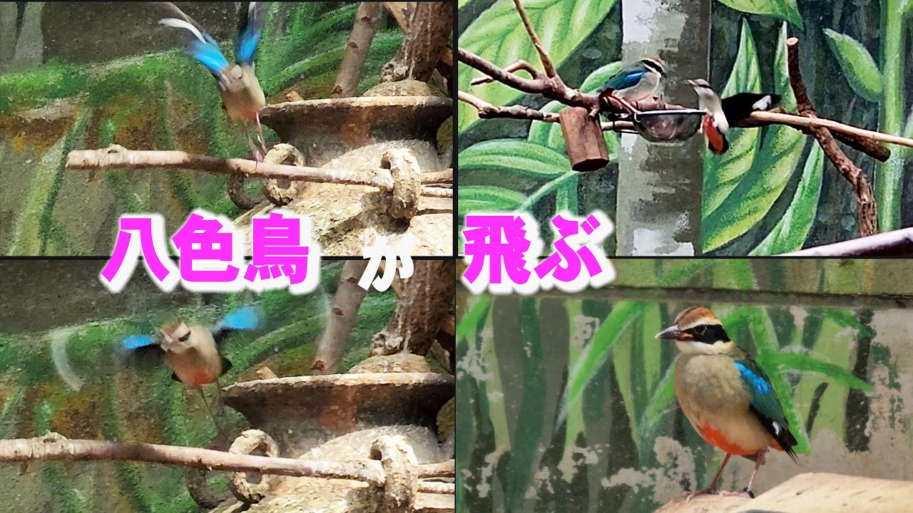 Fairy Pitta, 幻の鳥・八色鳥（ヤイロチョウ）が飛ぶ 高知県の県鳥