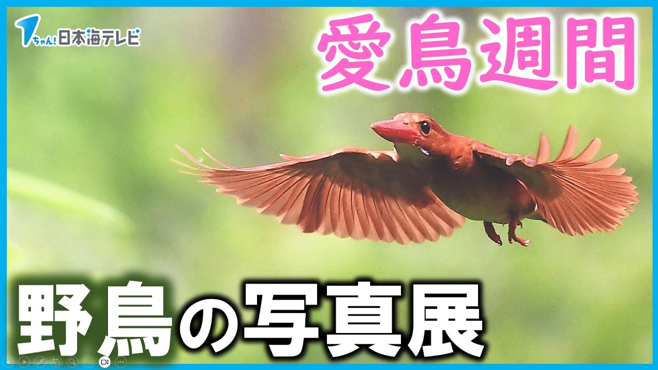 【愛鳥週間】に合わせ 野鳥の写真展　希少な鳥”イヌワシ”の写真など26種44点を展示　鳥取県大山町