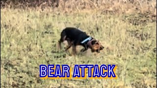 Bear Attack by Brian Rogers 759 views 4 months ago 4 minutes, 26 seconds