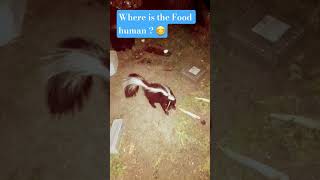 Cutest Night Visitor 🌙 💓!! #wildlife #cute #skunks #shortvideo #cuteanimals