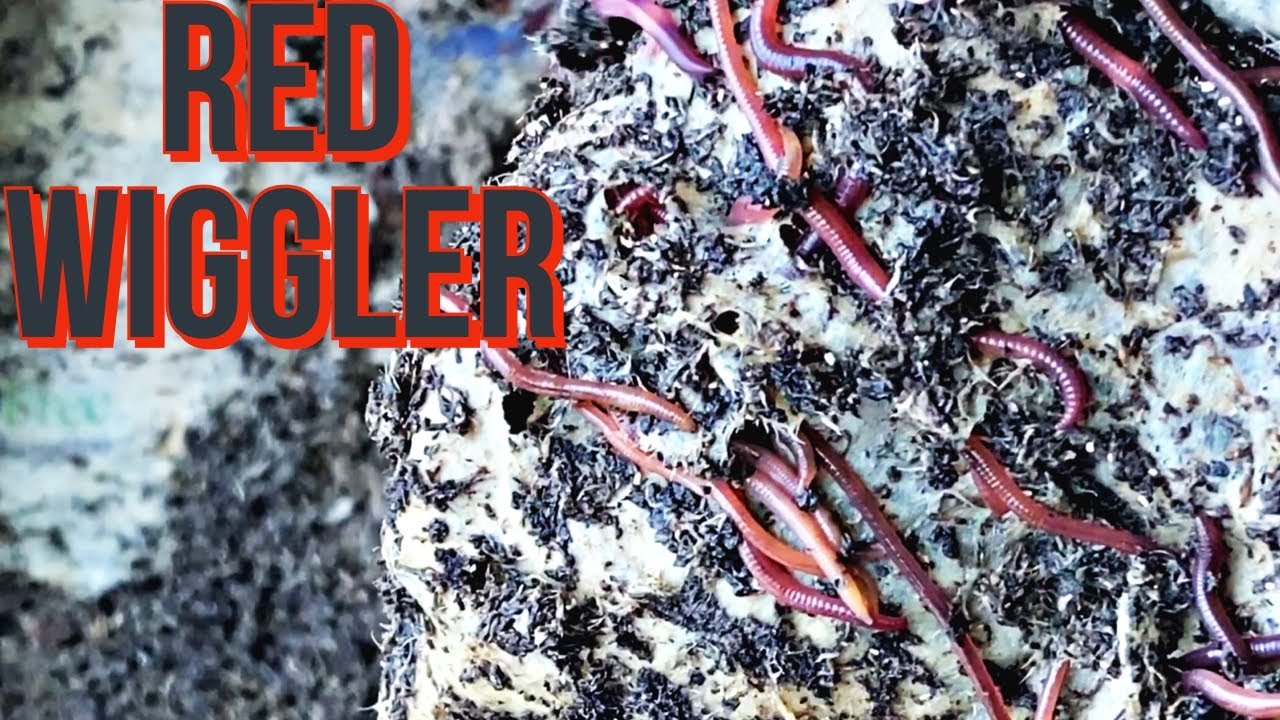 Red wiggler worm bin Feeding + commentary YouTube