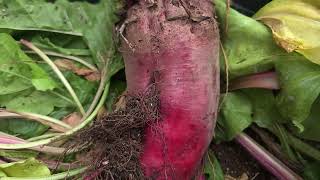 How To Grow Mammoth Mangel Beets & Ruby Queen Beets In Containers | Health Benefits