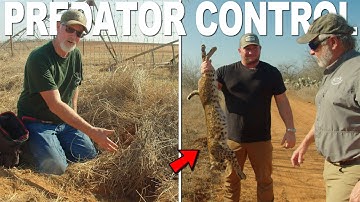 How to Set Your Predator Snares the Right Way!