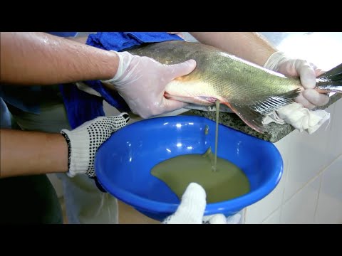 Vídeo: Acasalamento de peixes: recursos de reprodução em casa