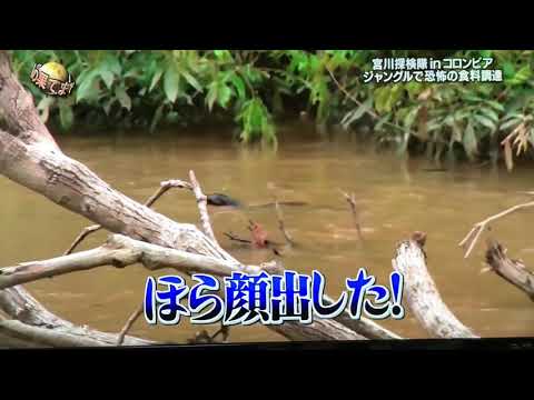 宮川探検隊のバズった一部分 #宮川探検隊  #イッテq  #おもしろ