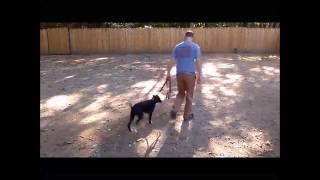 Ranger 9-3-2016 Basic Obedience Training - Blue Collar K9 Training Center