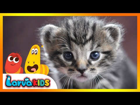 [NEW!] animal song | kids song | WE ARE ANIMALS | larva kids | live action