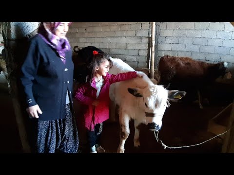 Tufanbeyli'de Hayvancılık Yapanların