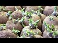 Проращивание картофеля перед посадкой/Sprouting potatoes before planting/