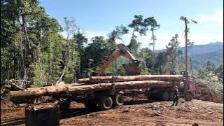 PNG Logging Operation  🌳🪵