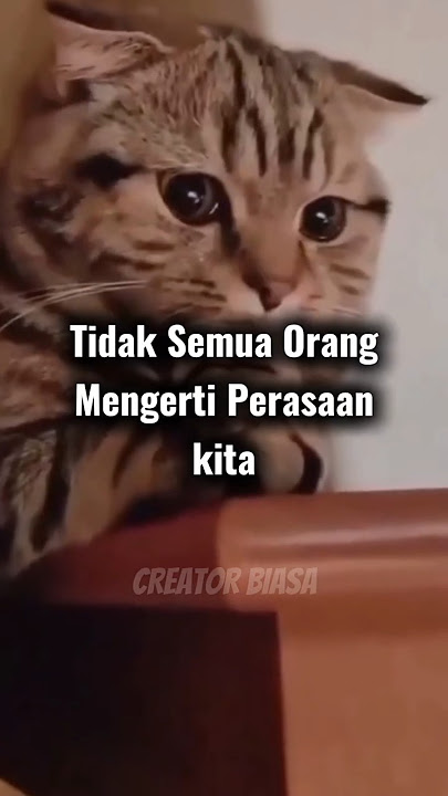 Mereka tidak akan Mengerti‼️#cat #cute #funny #animals #shorts