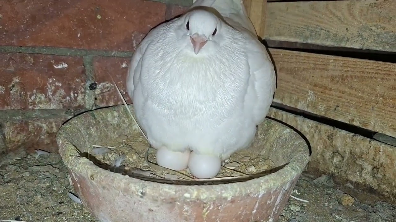 ليه الحمام اللاحم هو المكسب#تربية_الحمام#حمام_لاحم#مشروع_حمام#حمام_لحم#عشاق_الحمام