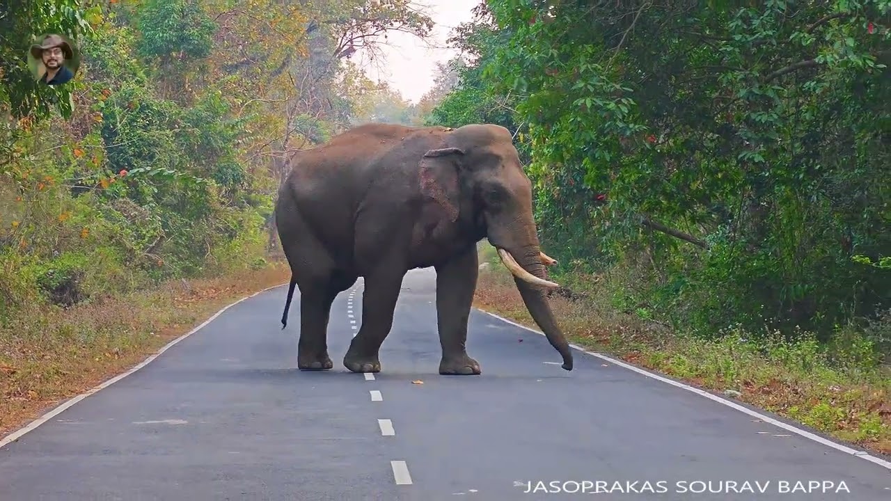 Power of Tusker Elephant