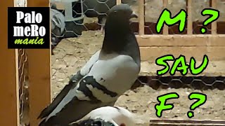 Mascul sau femela? 🤔 Valencian sau valenciana?