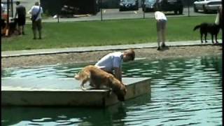 Boy helps dog retrieve ball, cute funny at WagsPark Cincinnati