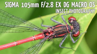 Nikon d5300   Sigma 105mm f/2.8 EX DG macro OS (insect photography) - photos   settings