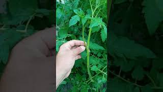 Essa Técnica Faz Seu Tomate Produzir 2 Vezes Mais - Como Fazer A Poda Do Tomateiro -