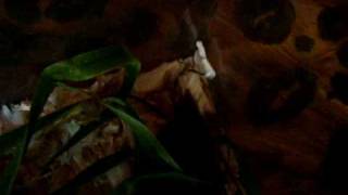 Toporagno Vs Grillo 1