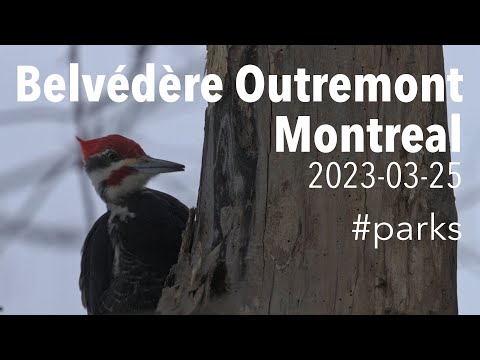 Pileated and Hairy Woodpeckers at Belvédère Outremont